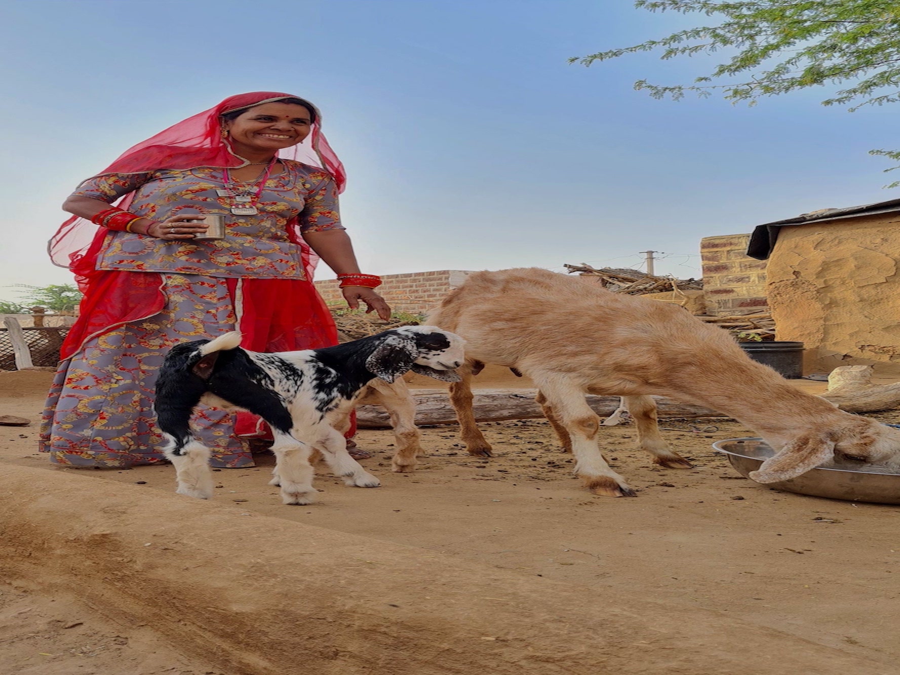 पशुपालन व महिला स्वयं सहायता समूहां के द्वारा रेगिस्तान में स्थाई सामूदायिक विकास परियोजना - HEIFER In